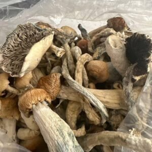 kjøp psilocybin sopp/magisk sopp i Norge